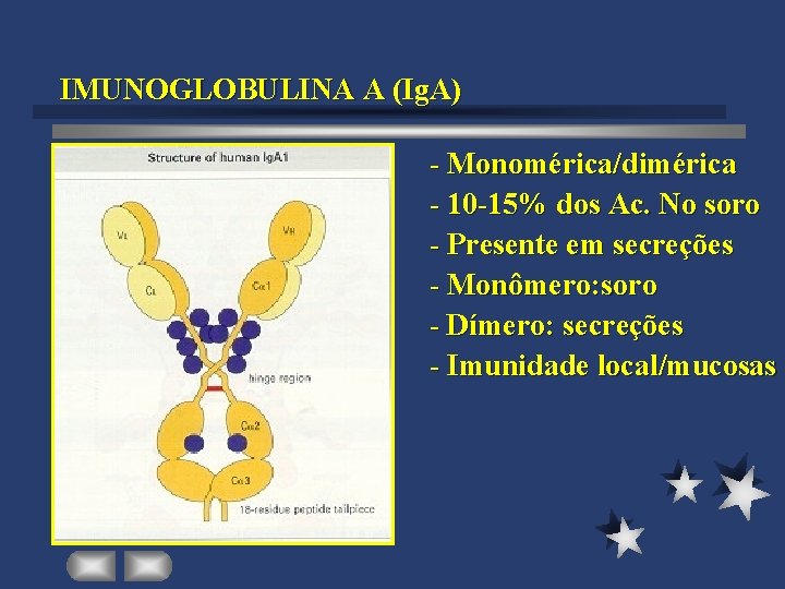 IMUNOGLOBULINA A (Ig. A) - Monomérica/dimérica - 10 -15% dos Ac. No soro -
