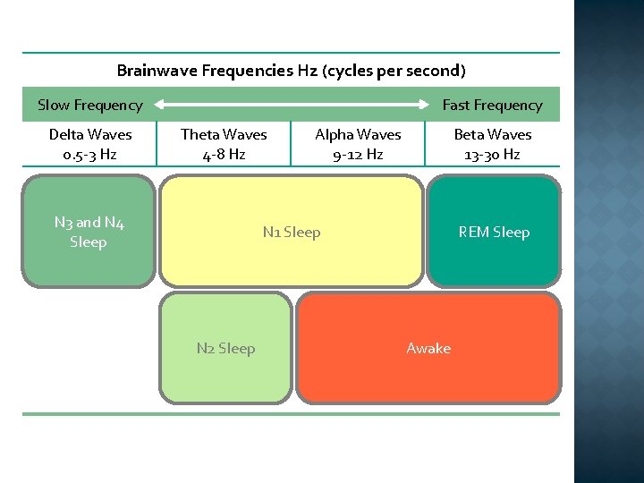 Brainwave Frequencies Hz (cycles per second) Slow Frequency Delta Waves 0. 5 -3 Hz