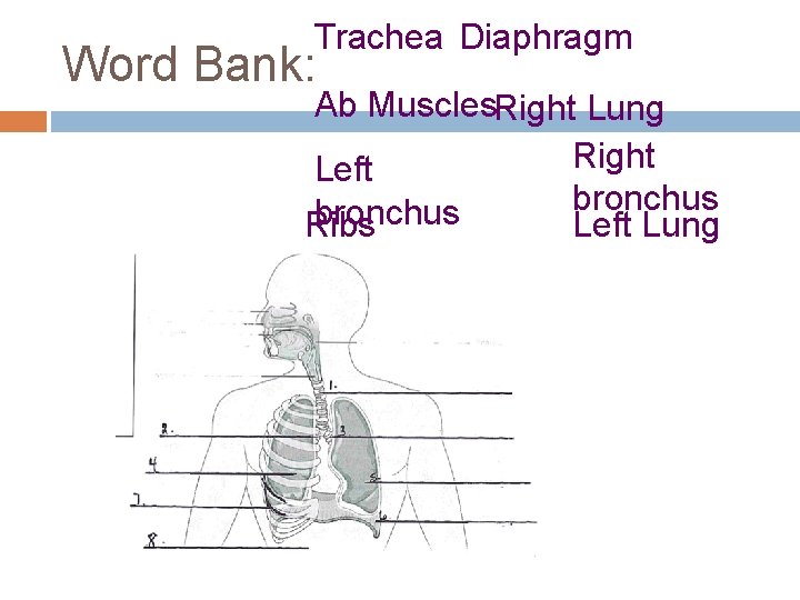 Trachea Diaphragm Word Bank: Ab Muscles. Right Lung Right Left bronchus Ribs Left Lung