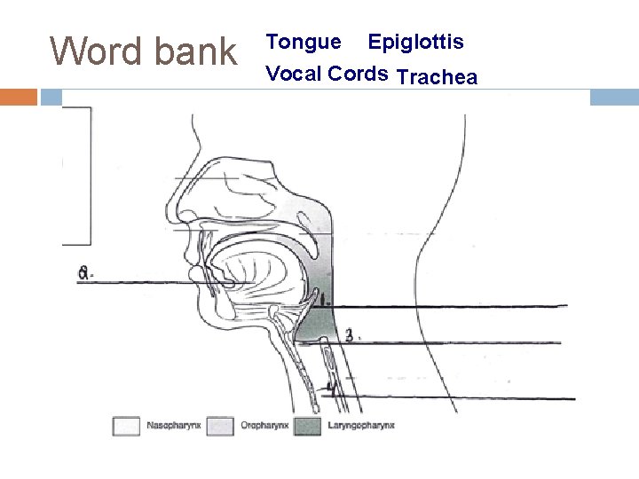 Word bank Tongue Epiglottis Vocal Cords Trachea 