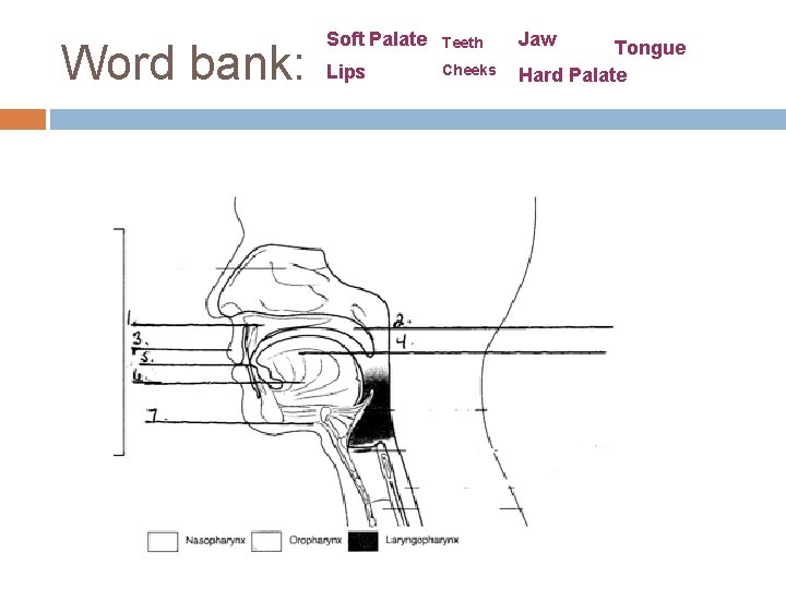 Word bank: Soft Palate Teeth Lips Cheeks Jaw Tongue Hard Palate 