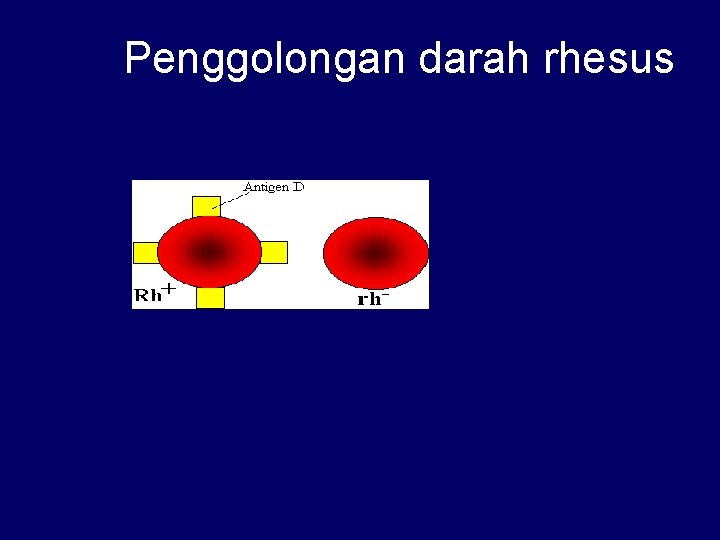 Penggolongan darah rhesus 