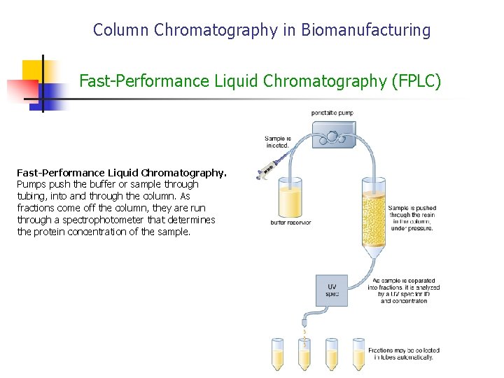 Column Chromatography in Biomanufacturing Fast-Performance Liquid Chromatography (FPLC) Fast-Performance Liquid Chromatography. Pumps push the