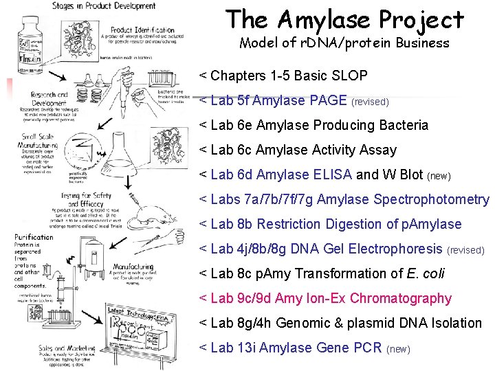 The Amylase Project Model of r. DNA/protein Business < Chapters 1 -5 Basic SLOP