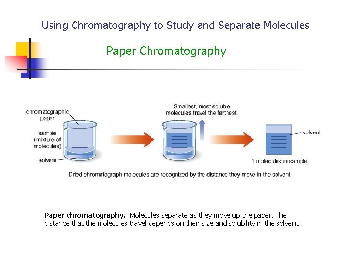 Using Chromatography to Study and Separate Molecules Paper Chromatography Paper chromatography. Molecules separate as