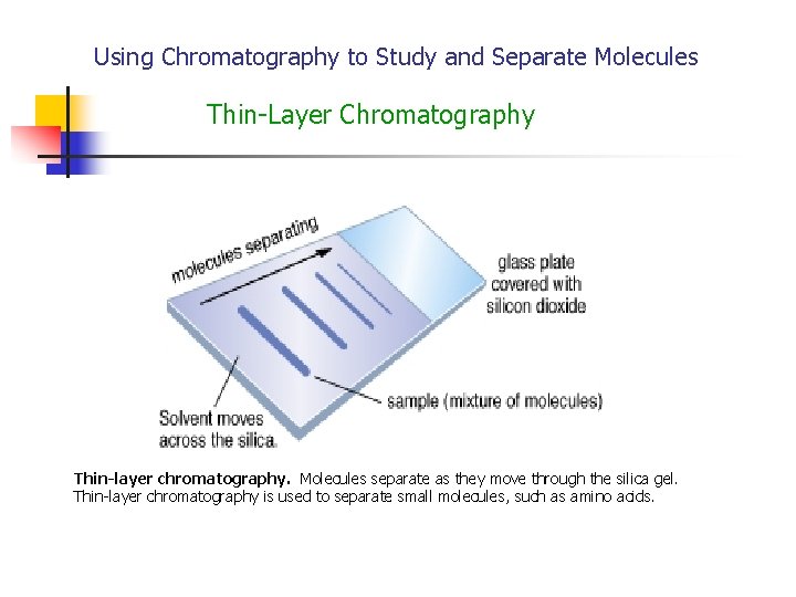 Using Chromatography to Study and Separate Molecules Thin-Layer Chromatography Thin-layer chromatography. Molecules separate as