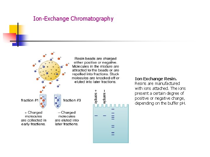 Ion-Exchange Chromatography Ion Exchange Resins are manufactured with ions attached. The ions present a
