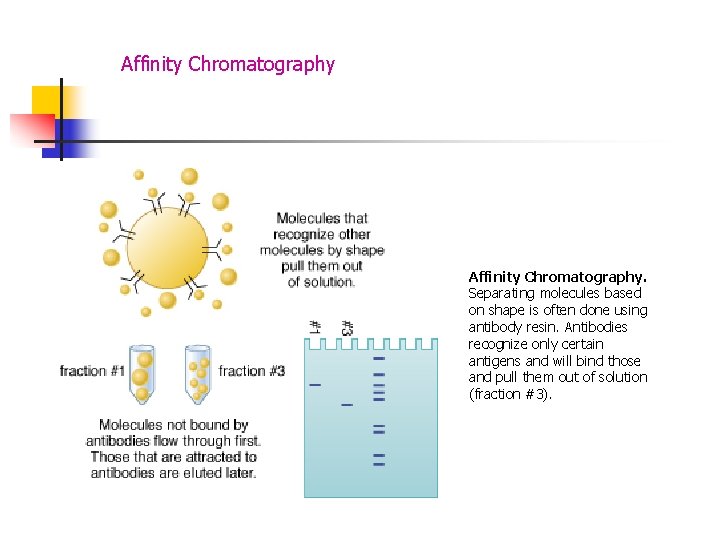Affinity Chromatography. Separating molecules based on shape is often done using antibody resin. Antibodies
