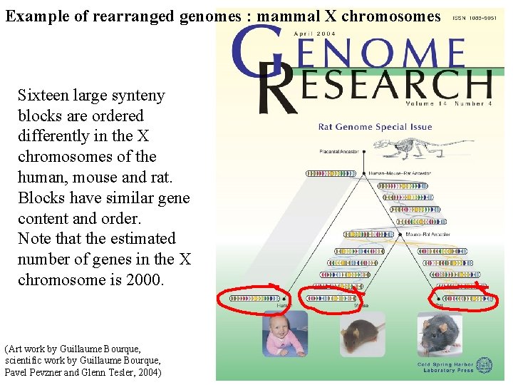 Example of rearranged genomes : mammal X chromosomes Sixteen large synteny blocks are ordered