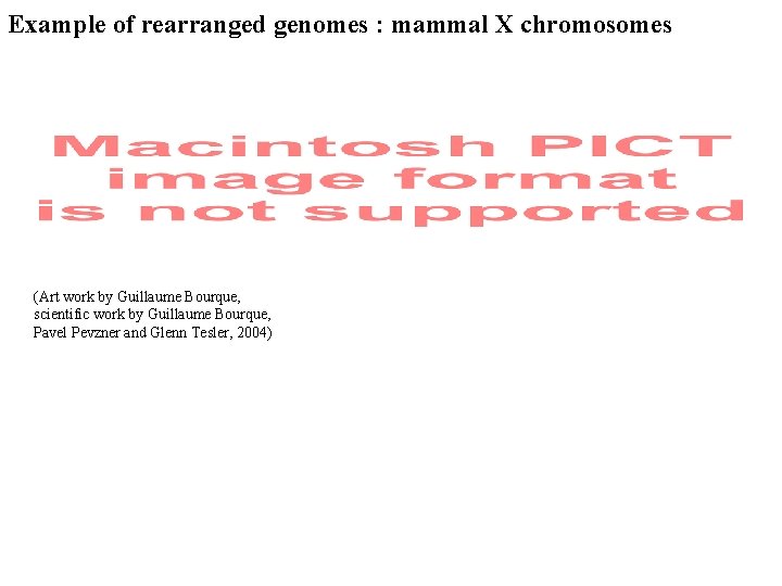 Example of rearranged genomes : mammal X chromosomes (Art work by Guillaume Bourque, scientific