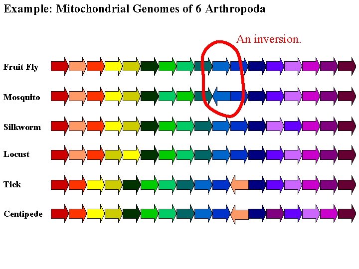 Example: Mitochondrial Genomes of 6 Arthropoda An inversion. Fruit Fly Mosquito Silkworm Locust Tick