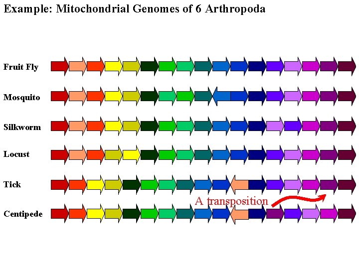 Example: Mitochondrial Genomes of 6 Arthropoda Fruit Fly Mosquito Silkworm Locust Tick A transposition