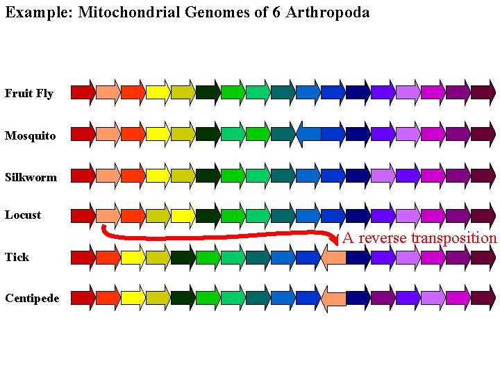 Example: Mitochondrial Genomes of 6 Arthropoda Fruit Fly Mosquito Silkworm Locust A reverse transposition