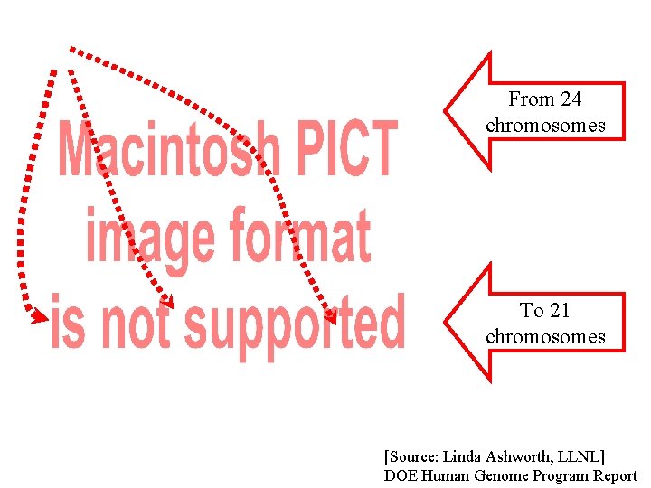 From 24 chromosomes To 21 chromosomes [Source: Linda Ashworth, LLNL] DOE Human Genome Program