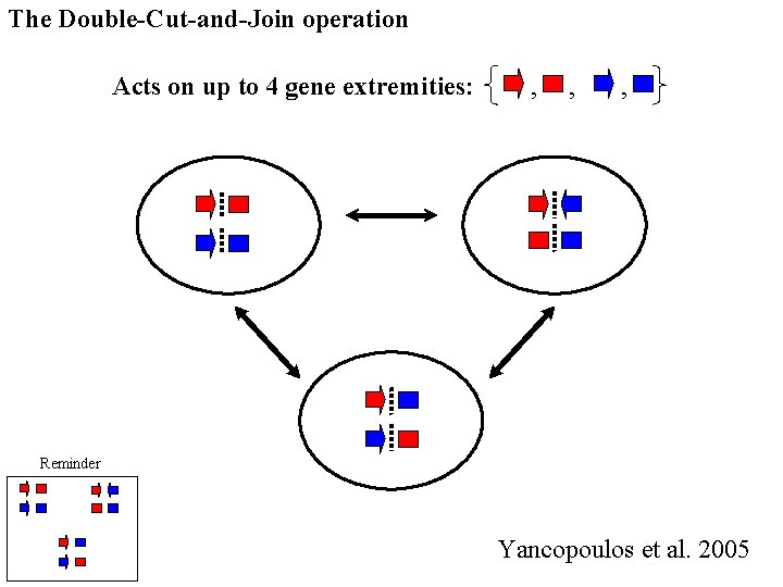 The Double-Cut-and-Join operation Acts on up to 4 gene extremities: , , , Reminder