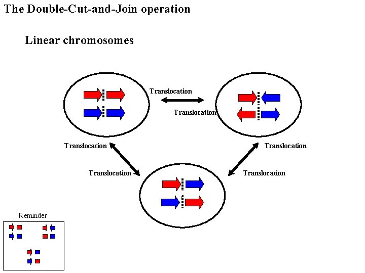 The Double-Cut-and-Join operation Linear chromosomes Translocation Reminder Translocation 
