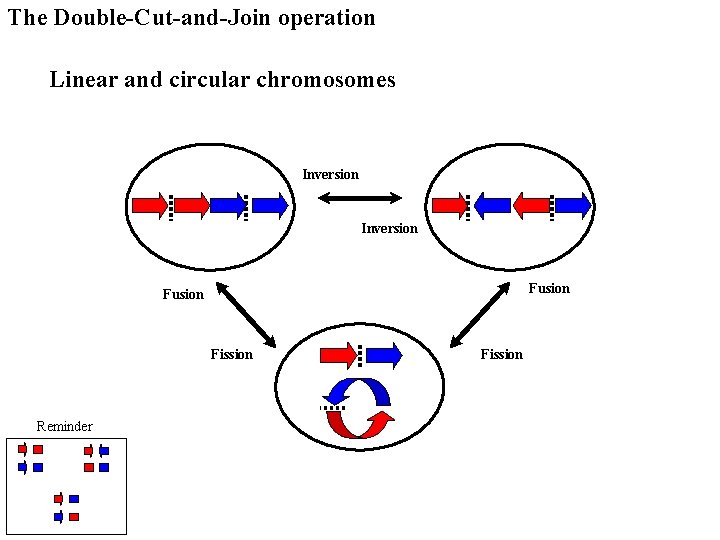 The Double-Cut-and-Join operation Linear and circular chromosomes Inversion Fusion Fission Reminder Fission 