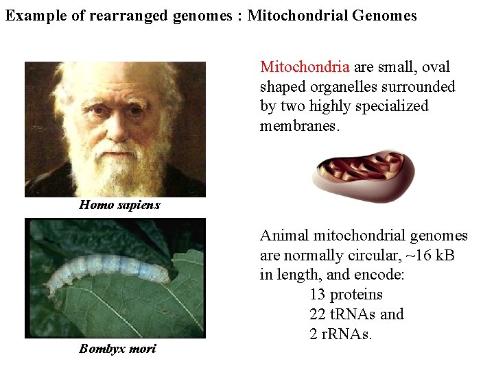 Example of rearranged genomes : Mitochondrial Genomes Mitochondria are small, oval shaped organelles surrounded