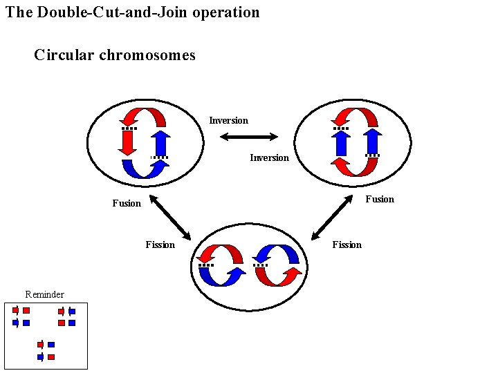 The Double-Cut-and-Join operation Circular chromosomes Inversion Fusion Fission Reminder Fission 