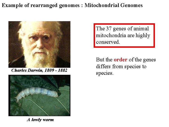 Example of rearranged genomes : Mitochondrial Genomes The 37 genes of animal mitochondria are