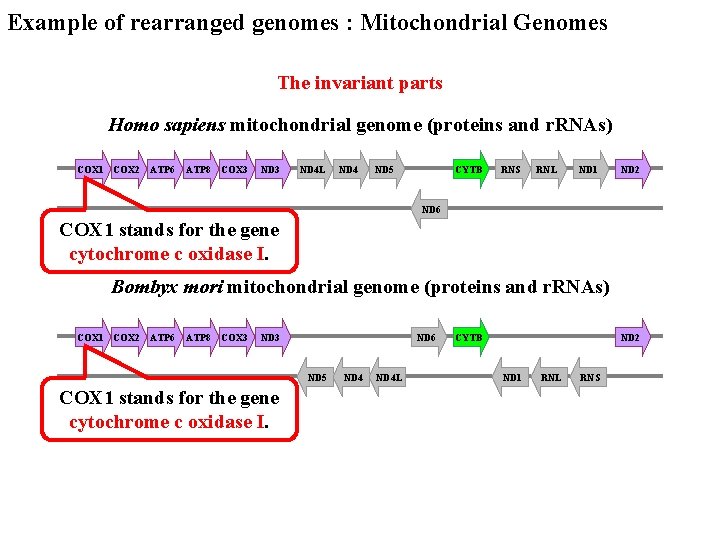 Example of rearranged genomes : Mitochondrial Genomes The invariant parts Homo sapiens mitochondrial genome