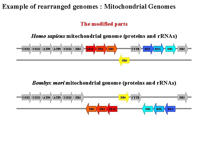 Example of rearranged genomes : Mitochondrial Genomes The modified parts Homo sapiens mitochondrial genome