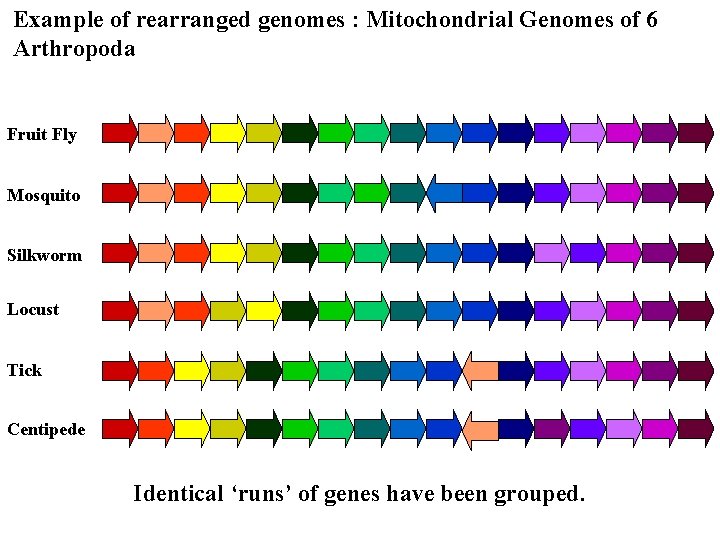 Example of rearranged genomes : Mitochondrial Genomes of 6 Arthropoda Fruit Fly Mosquito Silkworm