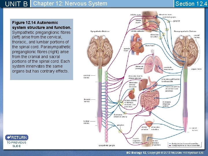 UNIT B Chapter 12: Nervous System Figure 12. 14 Autonomic system structure and function.