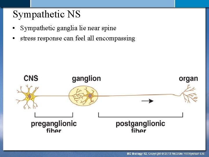 Sympathetic NS • Sympathetic ganglia lie near spine • stress response can feel all