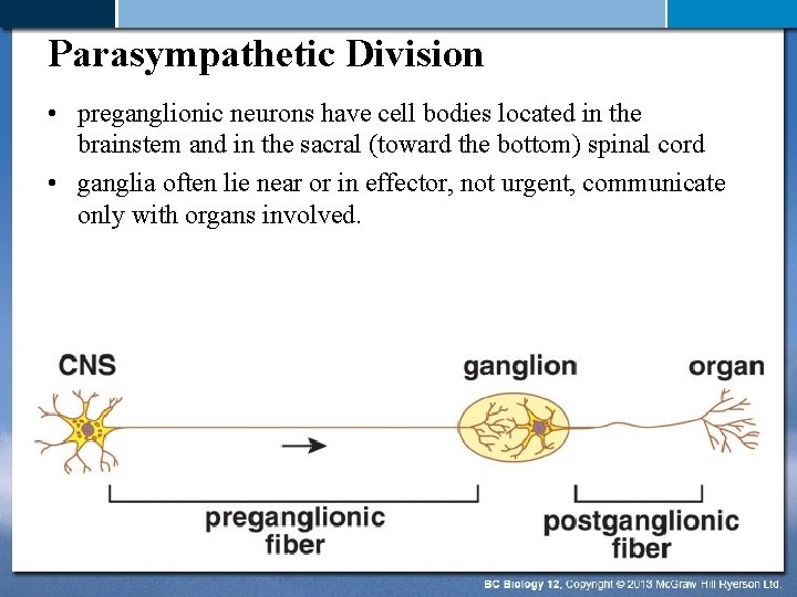 Parasympathetic Division • preganglionic neurons have cell bodies located in the brainstem and in