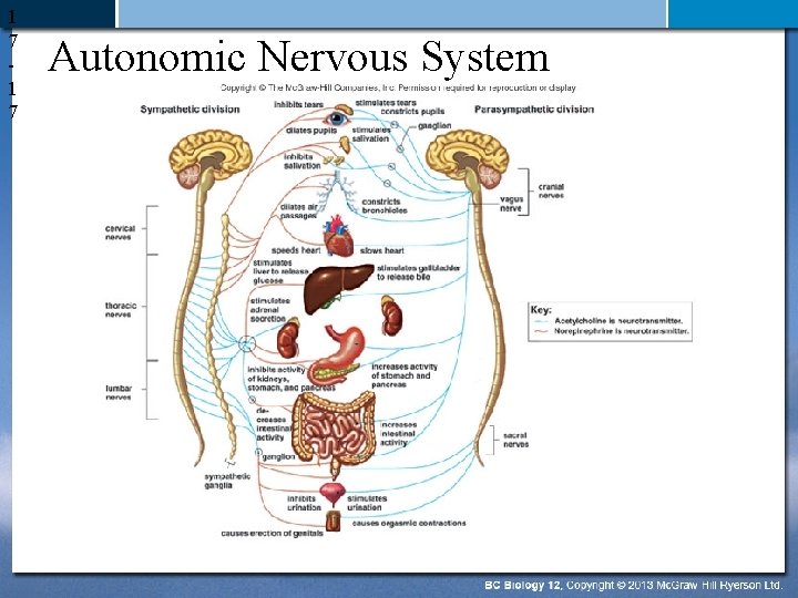 1 7 Autonomic Nervous System 