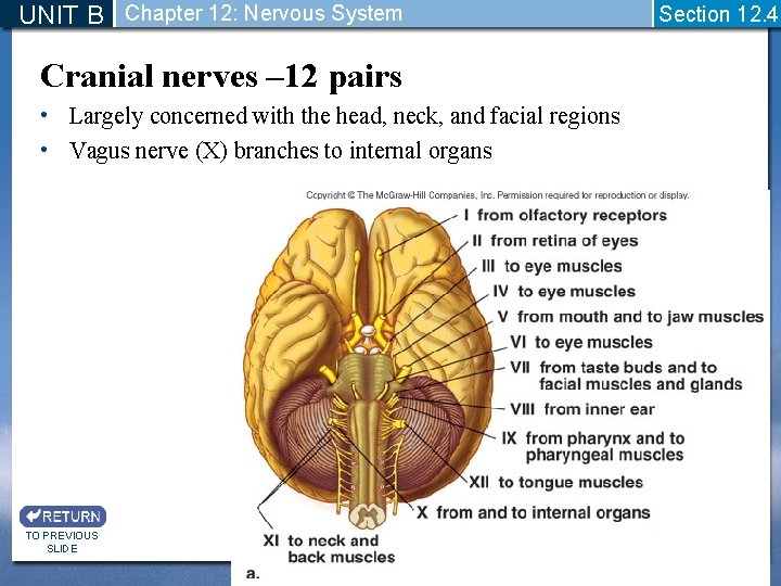 UNIT B Chapter 12: Nervous System Cranial nerves – 12 pairs • Largely concerned