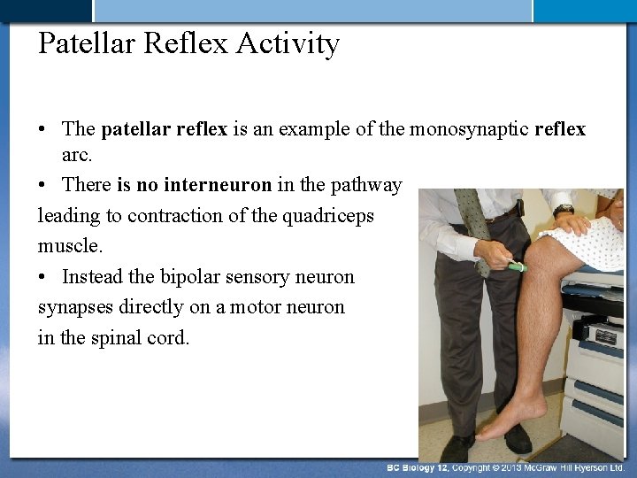 Patellar Reflex Activity • The patellar reflex is an example of the monosynaptic reflex