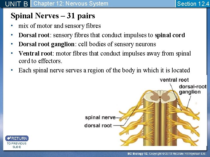 UNIT B Chapter 12: Nervous System Section 12. 4 Spinal Nerves – 31 pairs