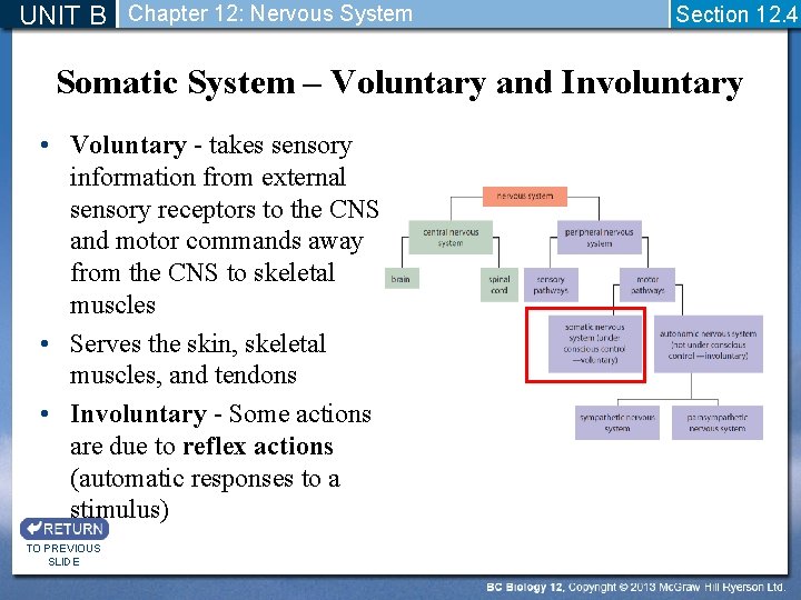 UNIT B Chapter 12: Nervous System Section 12. 4 Somatic System – Voluntary and