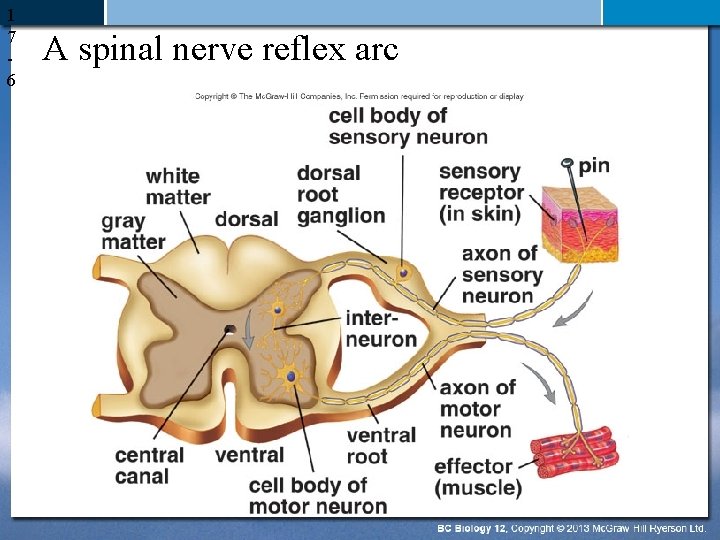 1 7 6 A spinal nerve reflex arc 