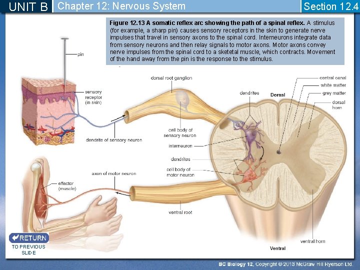 UNIT B Chapter 12: Nervous System Section 12. 4 Figure 12. 13 A somatic