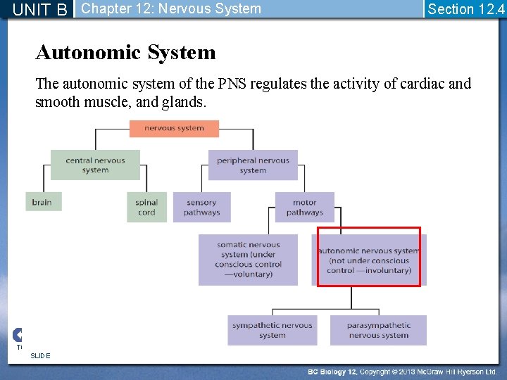 UNIT B Chapter 12: Nervous System Section 12. 4 Autonomic System The autonomic system