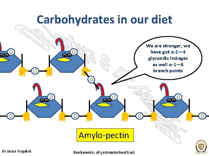 Carbohydrates in our diet O We are stronger, we have got α-1— 4 glycosidic