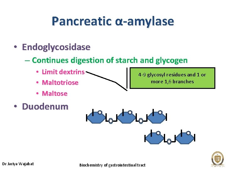 Pancreatic α-amylase • Endoglycosidase – Continues digestion of starch and glycogen • • •