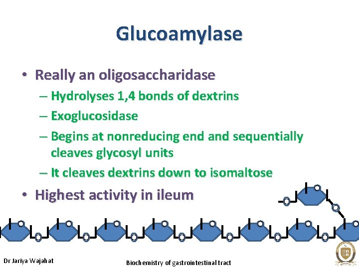 Glucoamylase • Really an oligosaccharidase – Hydrolyses 1, 4 bonds of dextrins – Exoglucosidase