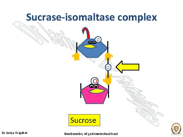 Sucrase-isomaltase complex O O O Sucrose Dr Jariya Wajahat Biochemistry of gastrointestinal tract 