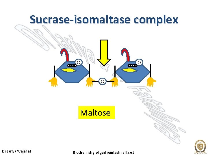 Sucrase-isomaltase complex O O O Maltose Dr Jariya Wajahat Biochemistry of gastrointestinal tract 