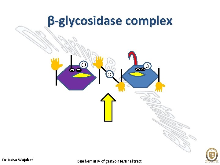 β-glycosidase complex O Dr Jariya Wajahat O Biochemistry of gastrointestinal tract O 