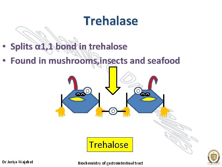 Trehalase • Splits α 1, 1 bond in trehalose • Found in mushrooms, insects