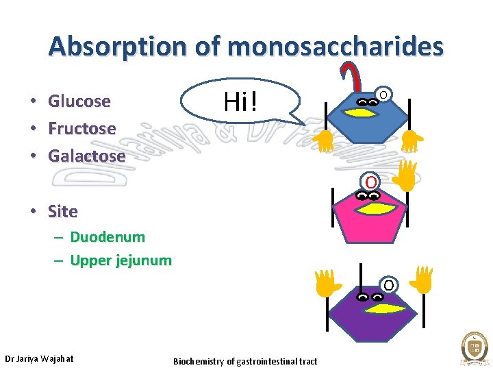 Absorption of monosaccharides • • • Glucose Fructose Galactose Hi! O O • Site