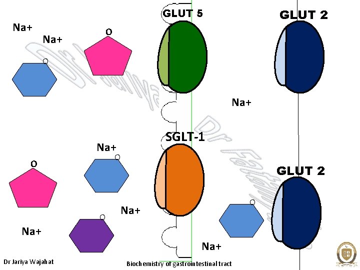 Na+ GLUT 2 GLUT 5 O Na+ SGLT-1 Na+ O O O GLUT 2