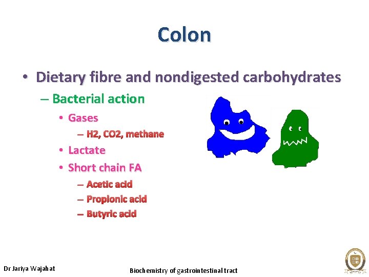 Colon • Dietary fibre and nondigested carbohydrates – Bacterial action • Gases – H