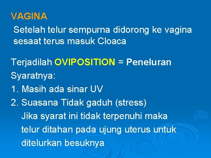 VAGINA Setelah telur sempurna didorong ke vagina sesaat terus masuk Cloaca Terjadilah OVIPOSITION =