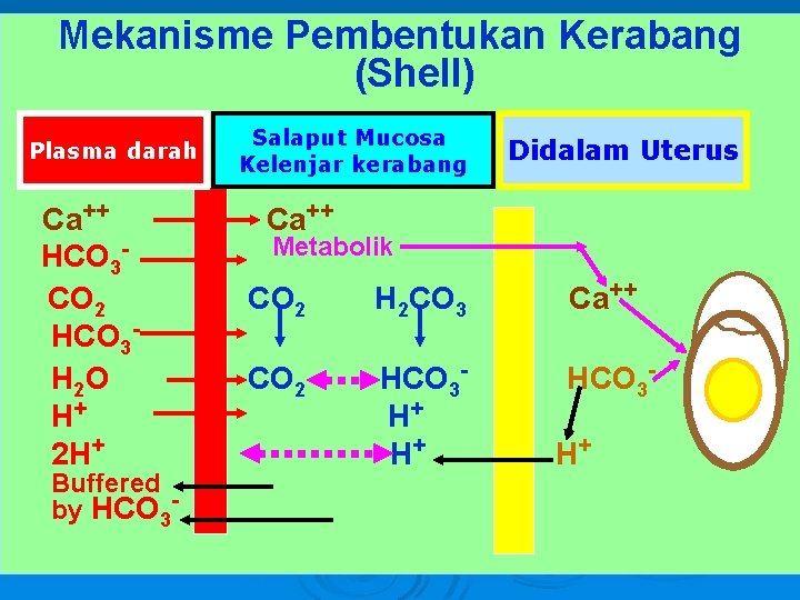 Mekanisme Pembentukan Kerabang (Shell) Plasma darah Ca++ HCO 3 CO 2 HCO 3 H